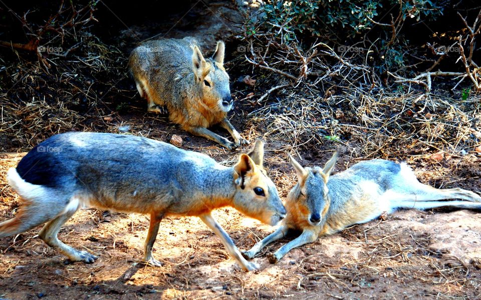 I'm off. Taken at Paphos zoo Cyprus 