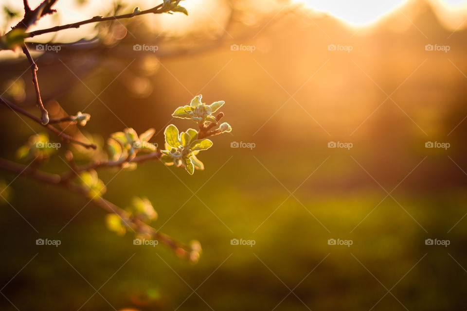 First leaves on the apple tree