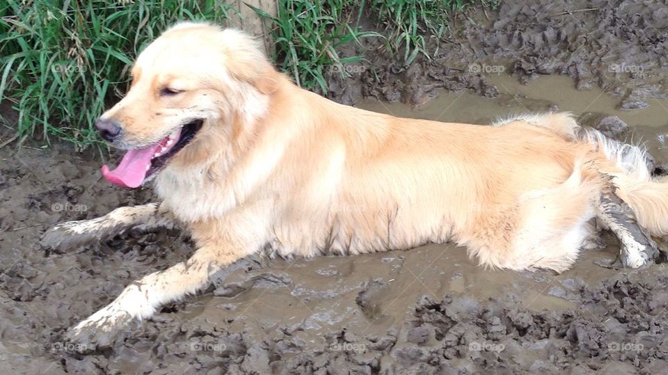 Dog in mud
