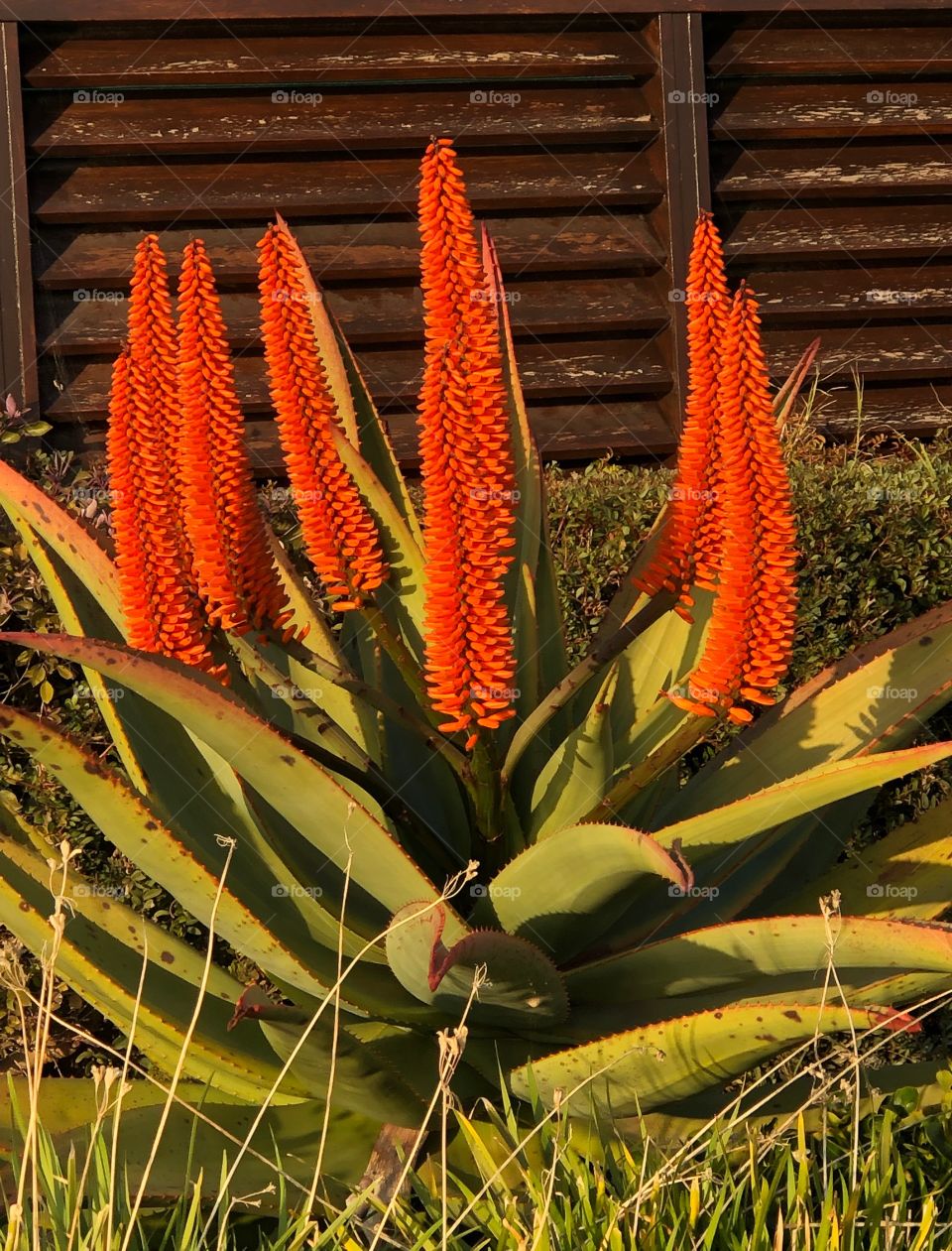 Aloe flowers.Cyprus.