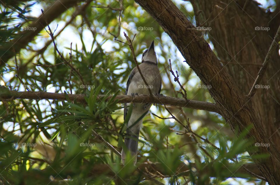 Bluejay in a tree