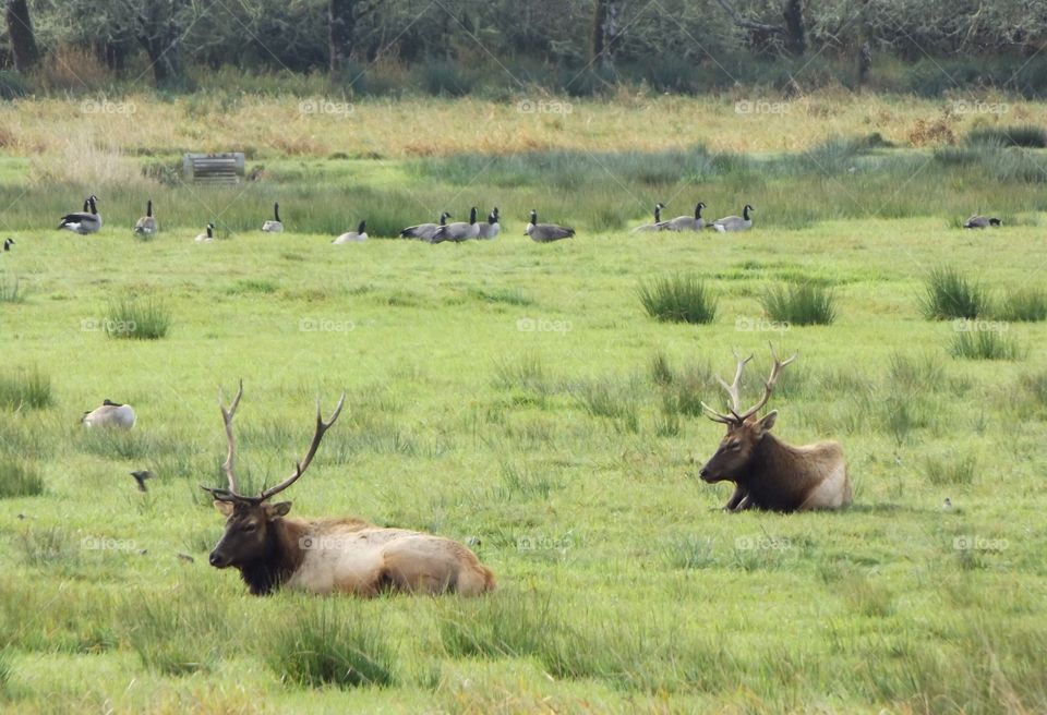 Elk and geese