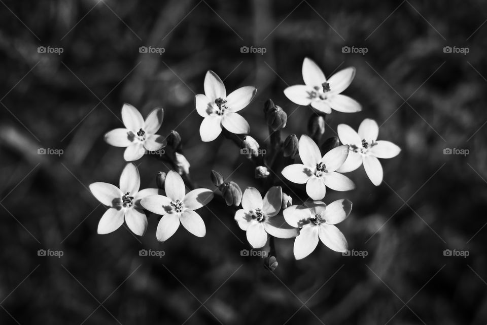 Flowers in the field