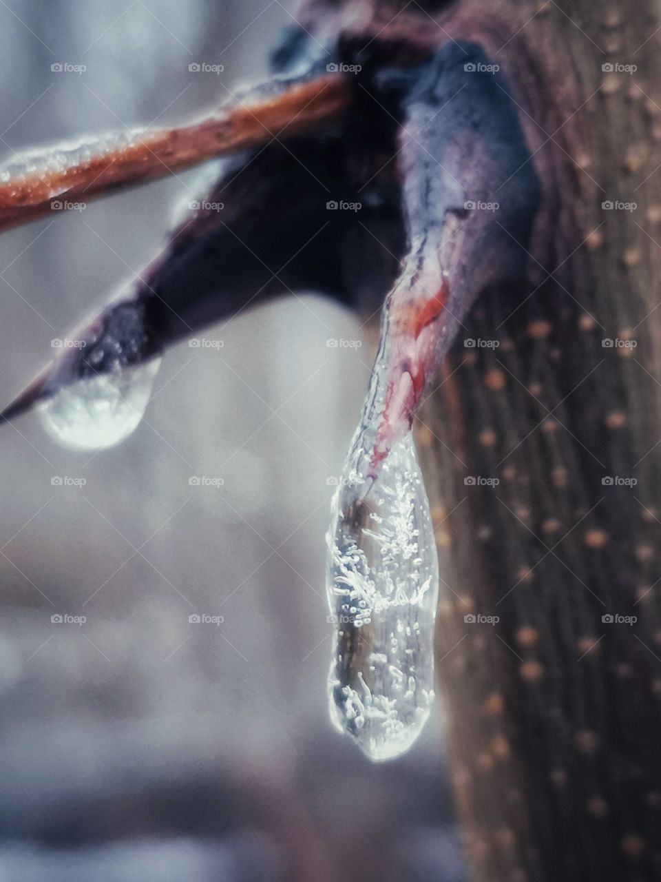 Frozen drop on acacia needle