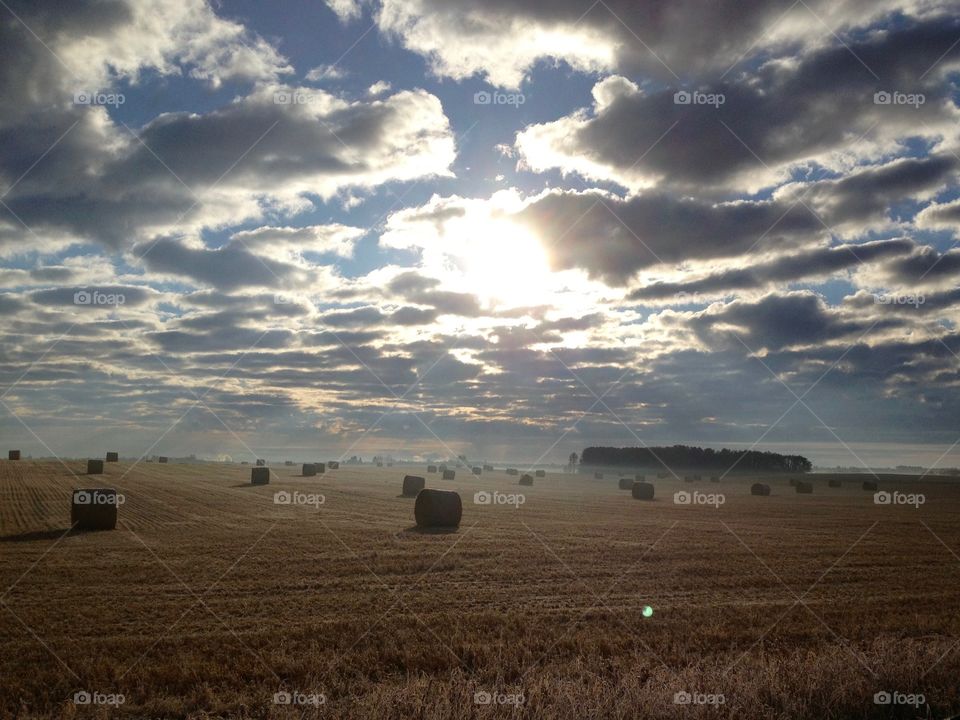 Foggy field of hay 