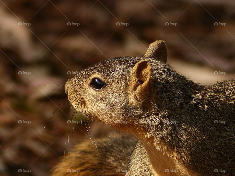 Distant gaze of a squirrel 