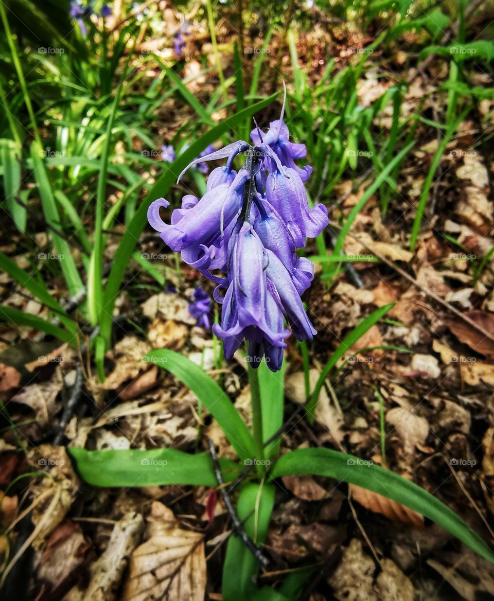 Bluebells