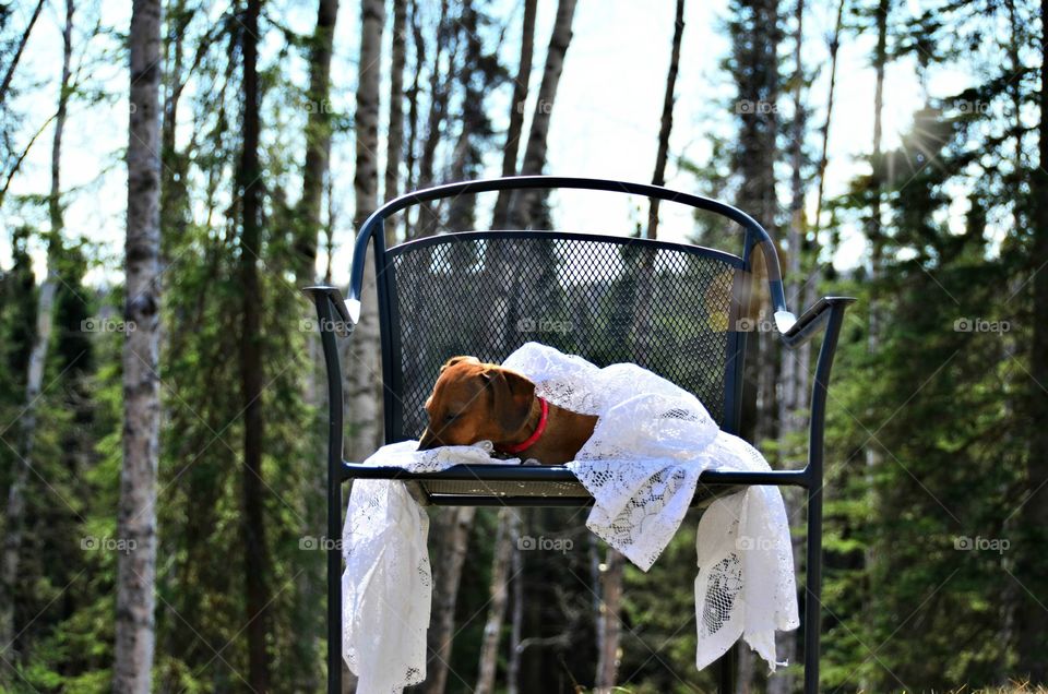 Sleeping in Lace . Photo shoot with a dachshund 