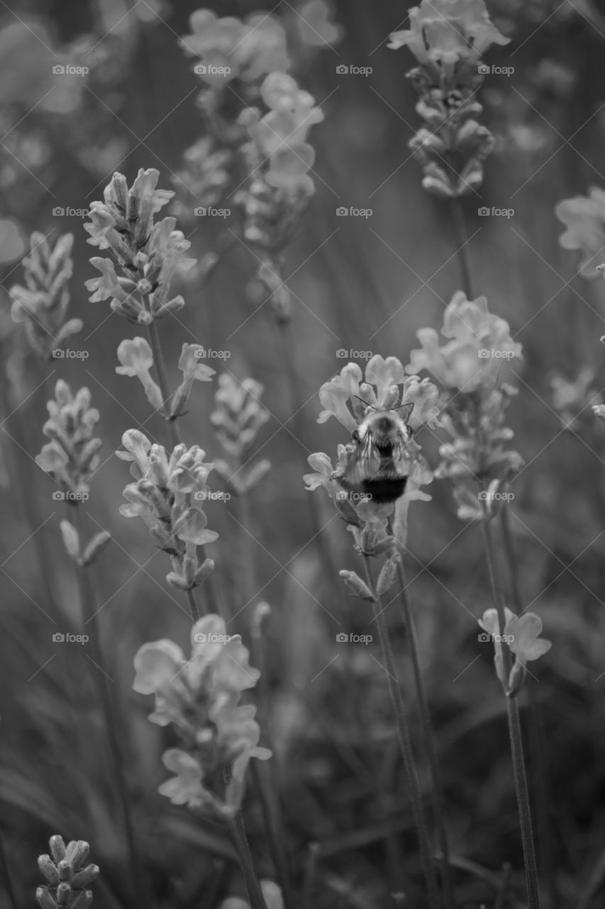 Bee pollinating in the lavender field 