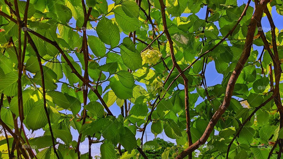 green leaves