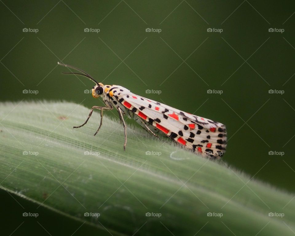 crimson-speckled moth