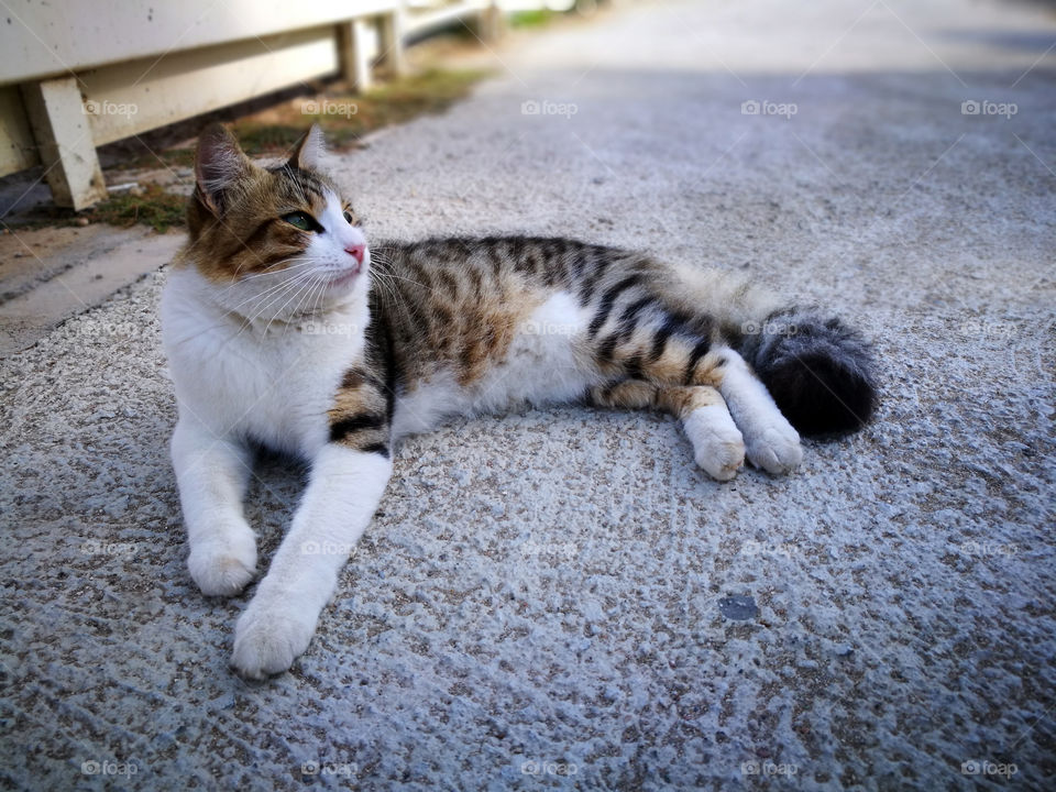 Cat sitting on the floor.