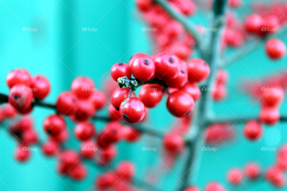 winter red outdoor tree by merethe