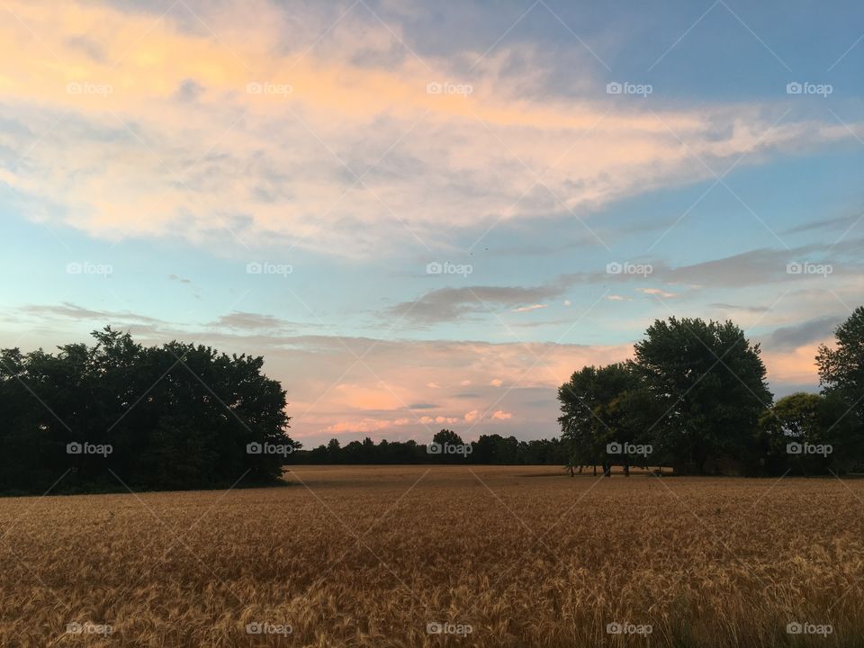 Golden field at sunset 