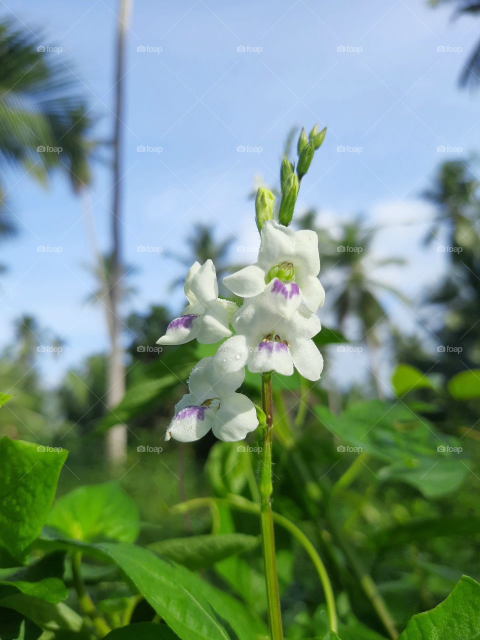 Beautiful blooming wildflowers in the morning..