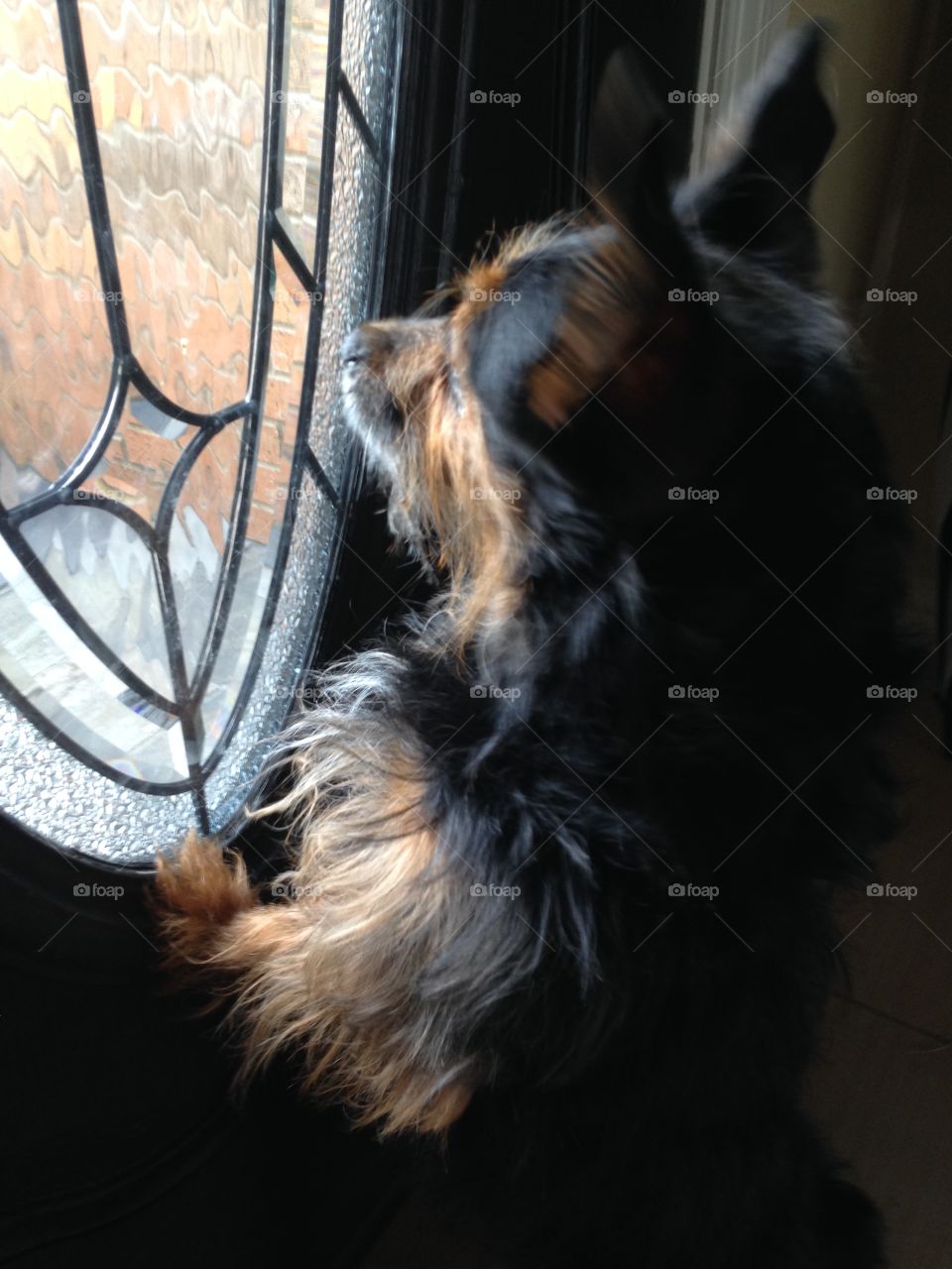 Chorkie in a window