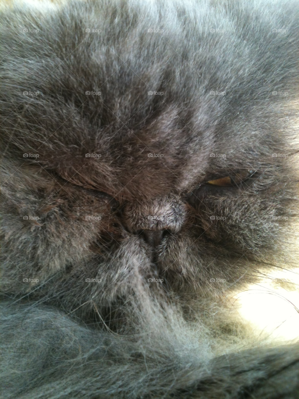 face cat sleeping hair by Wilson100