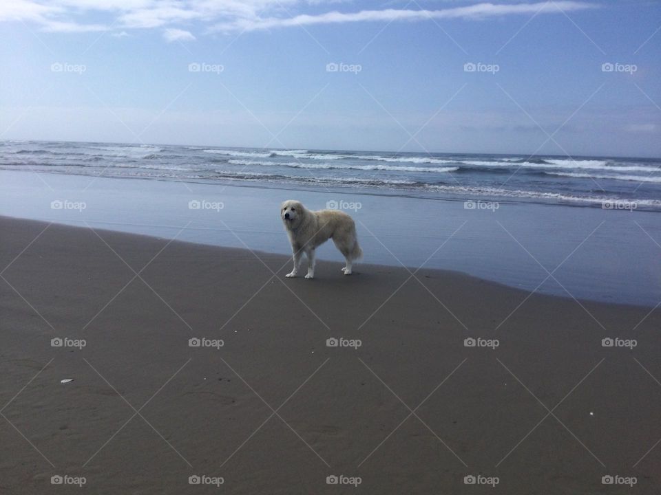 A Golden Retriever Walking Along Cannon Beach in Oregon with the Pacific Ocean beside him