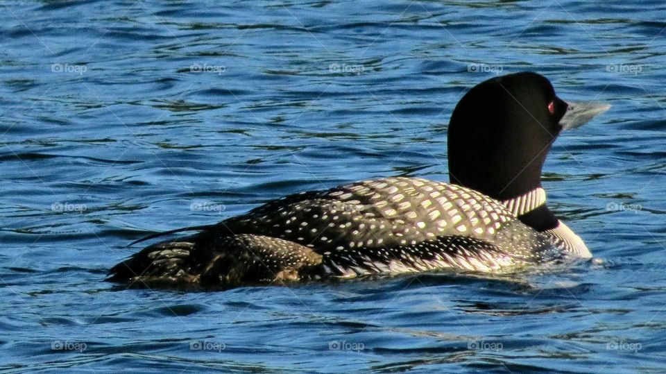 Common Loon by nest