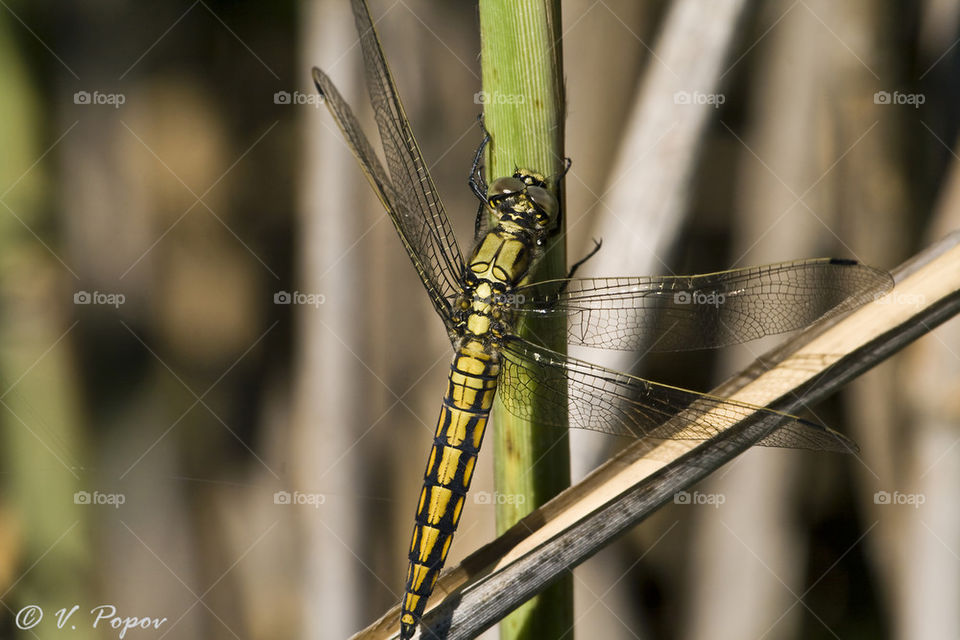 Black-lined Skimmer