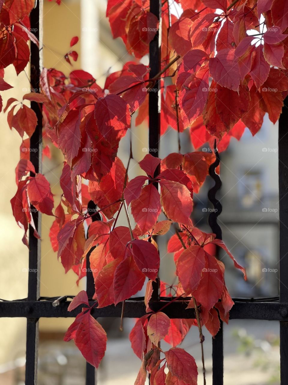 Branches with red leaves on the back fence 