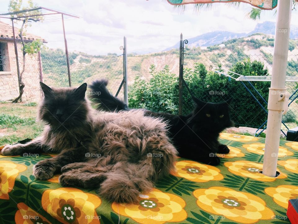 Cats in Countryside