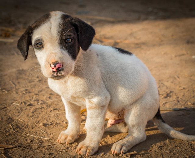 Dog