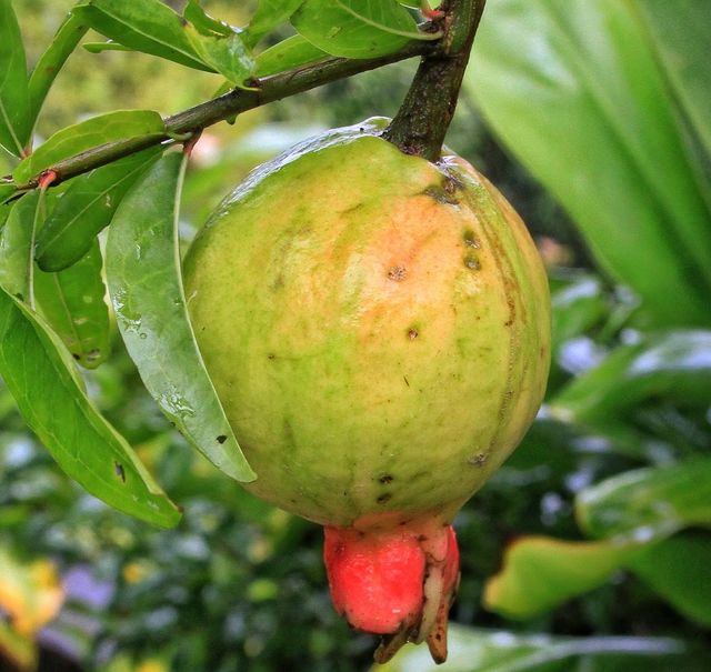 pomegranate 