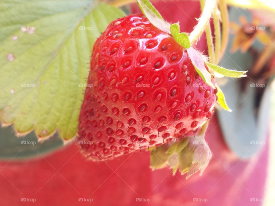 Strawberry. my plant's