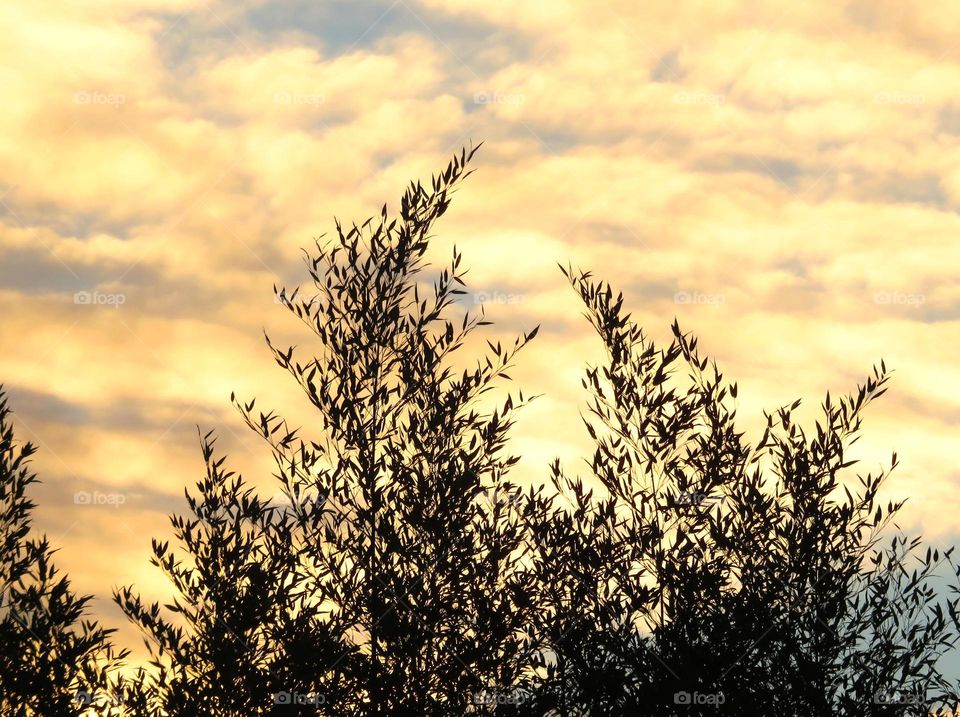 tree silhouette