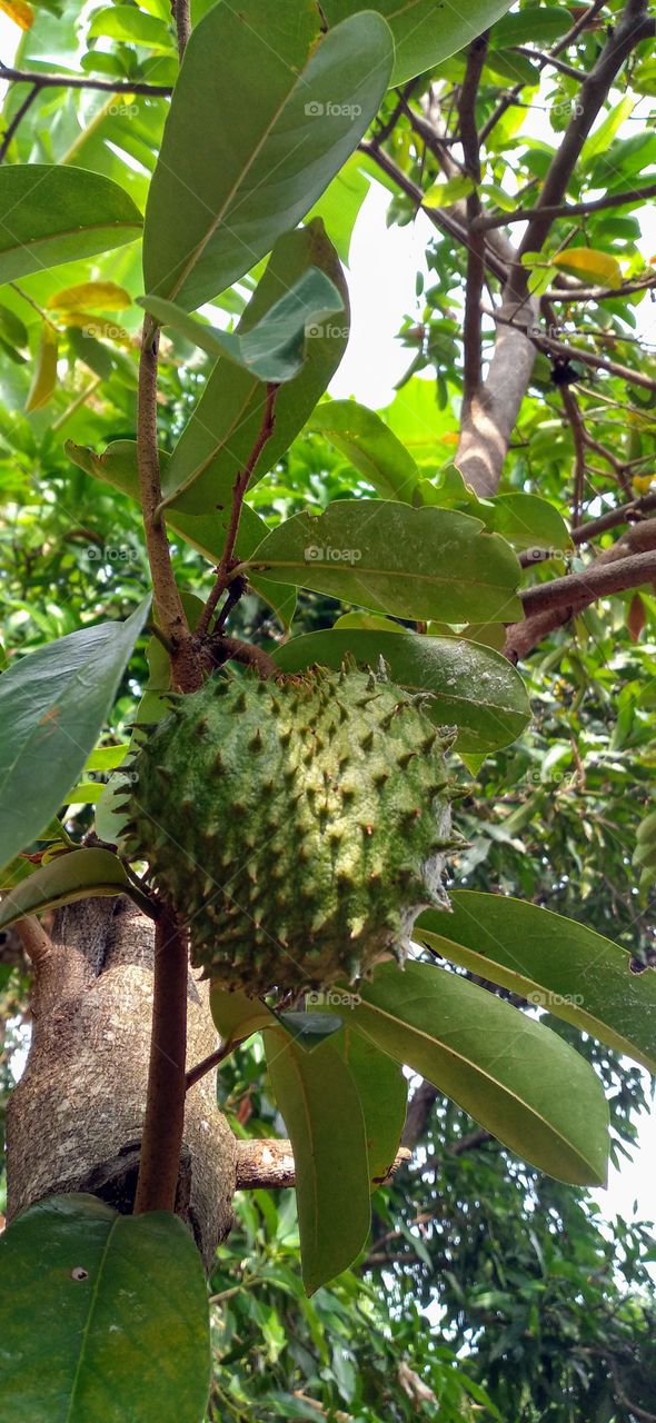 Soursop is the fruit of Annona muricata, a broad-leaved, flowering, evergreen tree.