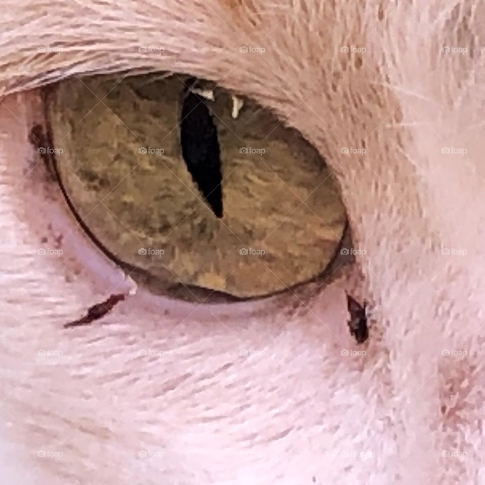 Beautiful cat’s eye