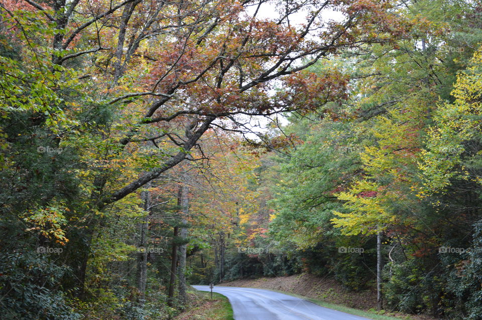 mountian road in the fall