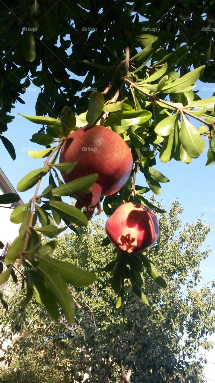 pomegranate