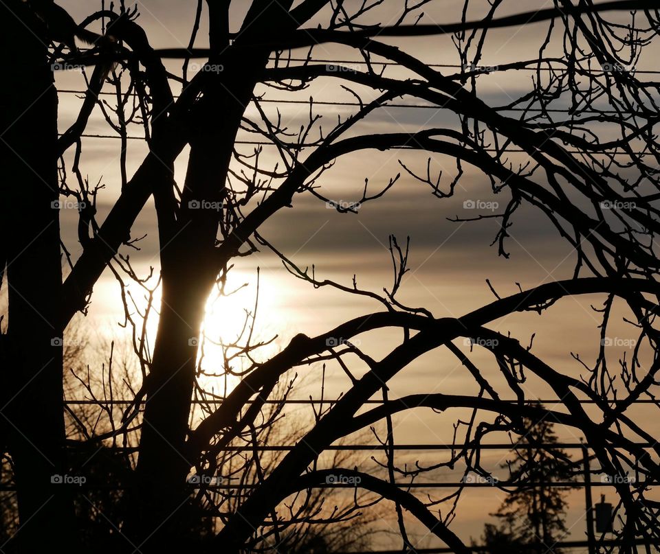The sun rises over the neighboring houses and trees. It peeks through the branches and clouds. 