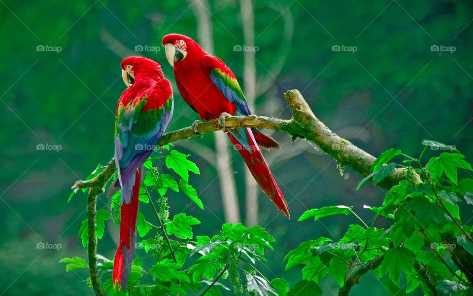 Parrots in amazon rain forest