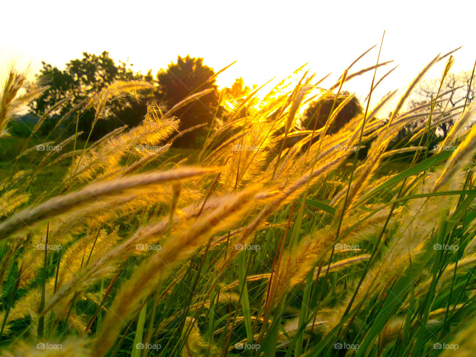 Sunrise in the field