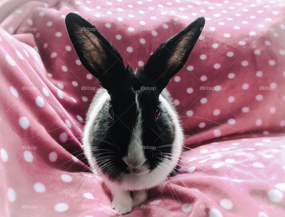 Big ears pop on Pink polka dots