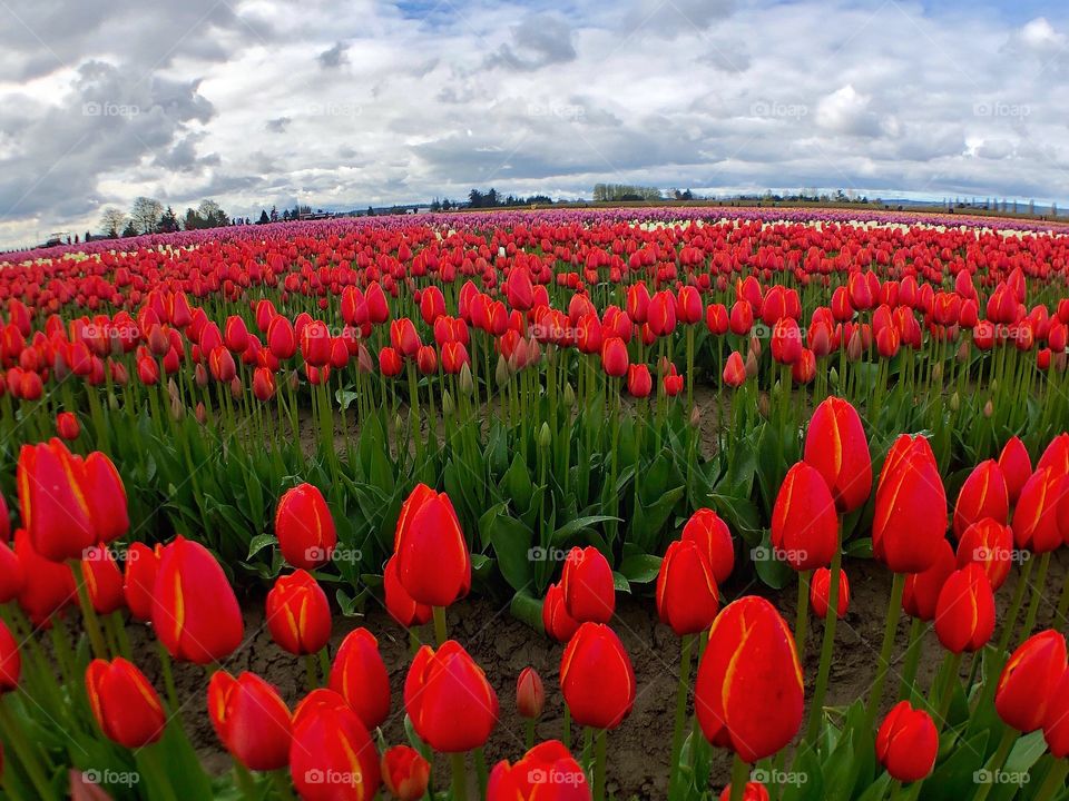 Glorious Red Tulips Mount, Vernon Washington Flower Fields