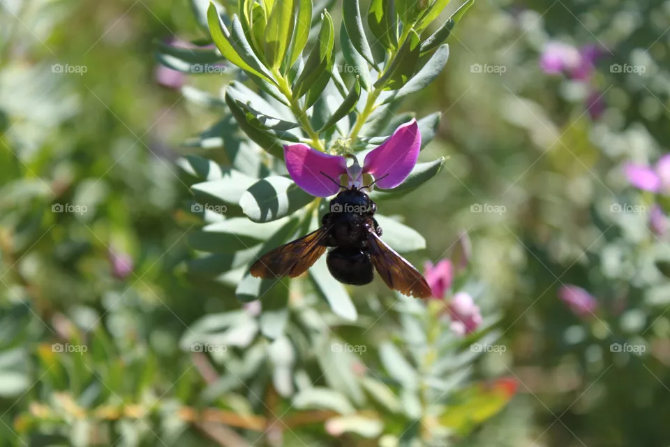 bee