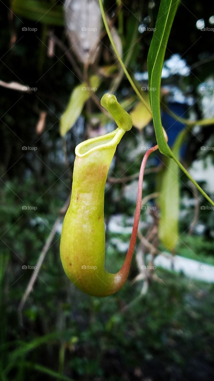carnivorous plant beaker just sprouting its teeth
