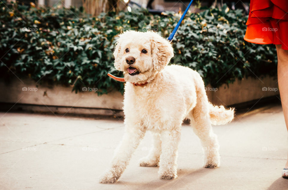 Portrait of a white dog