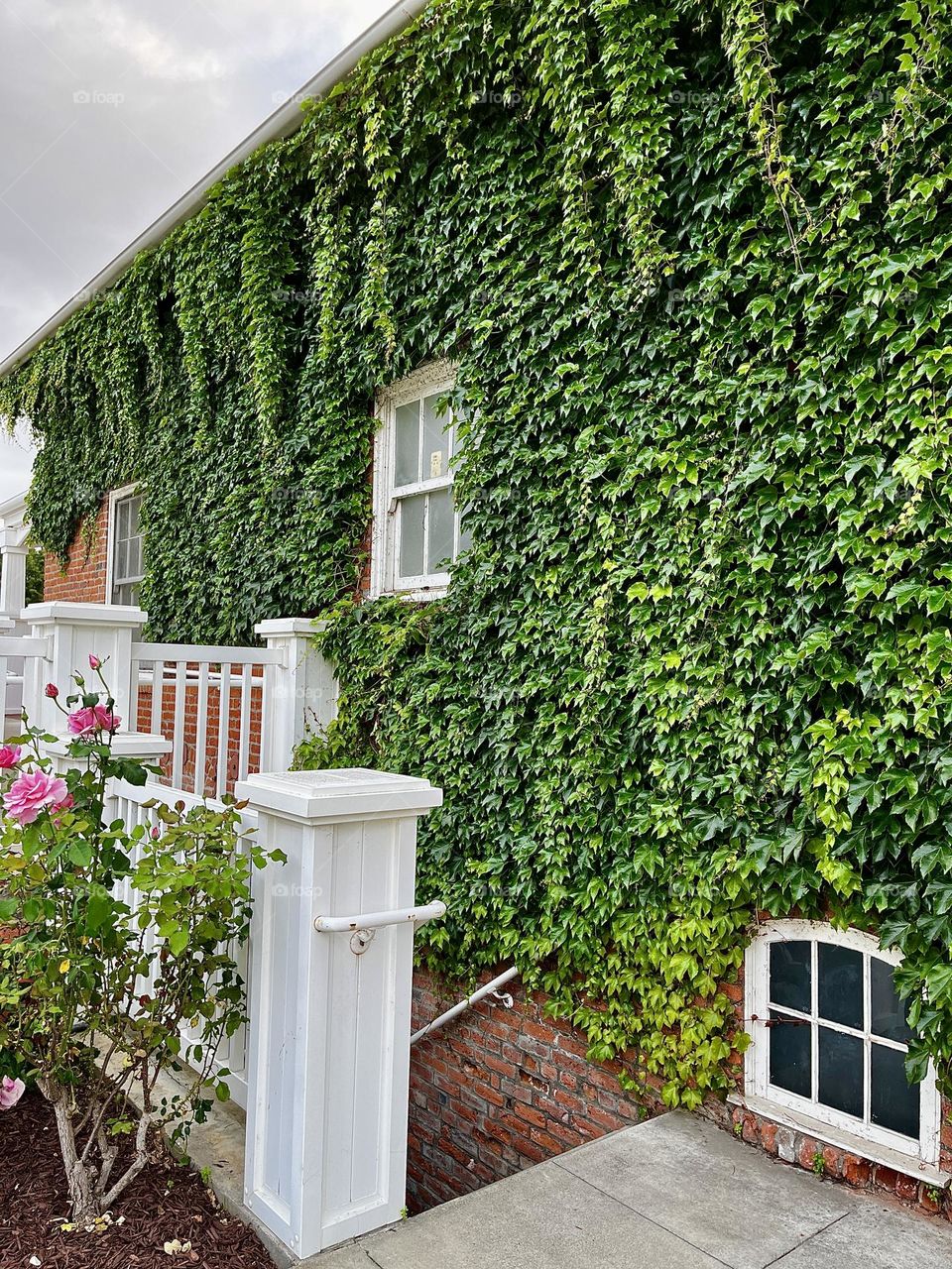 Urban Ivy Plants on Building 
