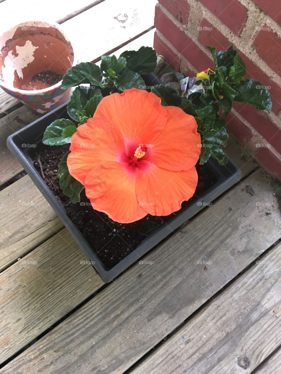 Hello summertime look how pretty I am all bloomed our for all the smiles! Tropical 