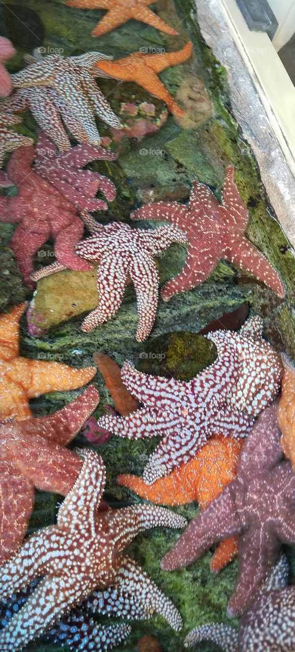 Colorful Starfish