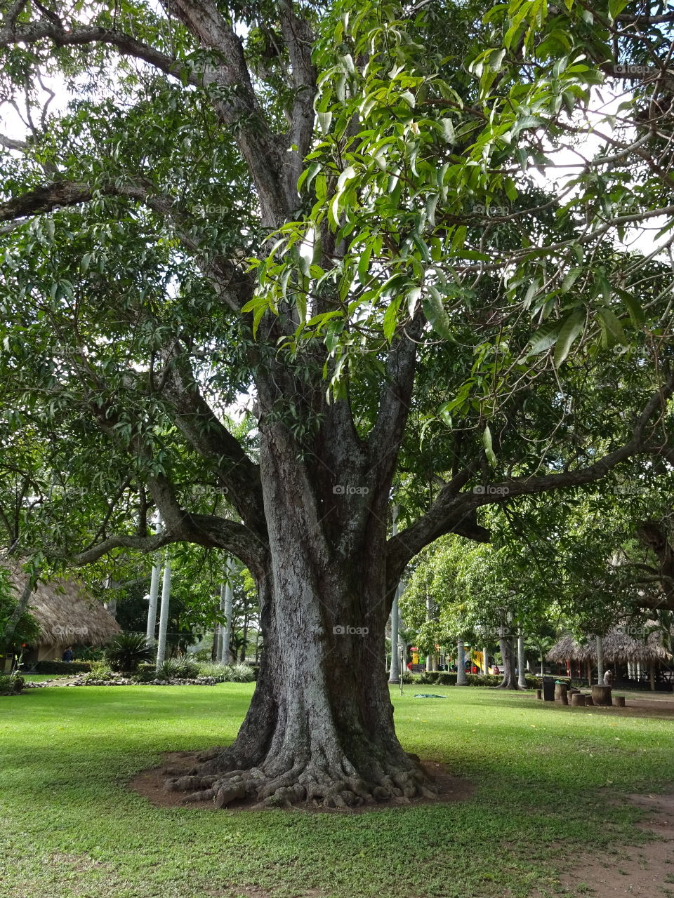 Old tree