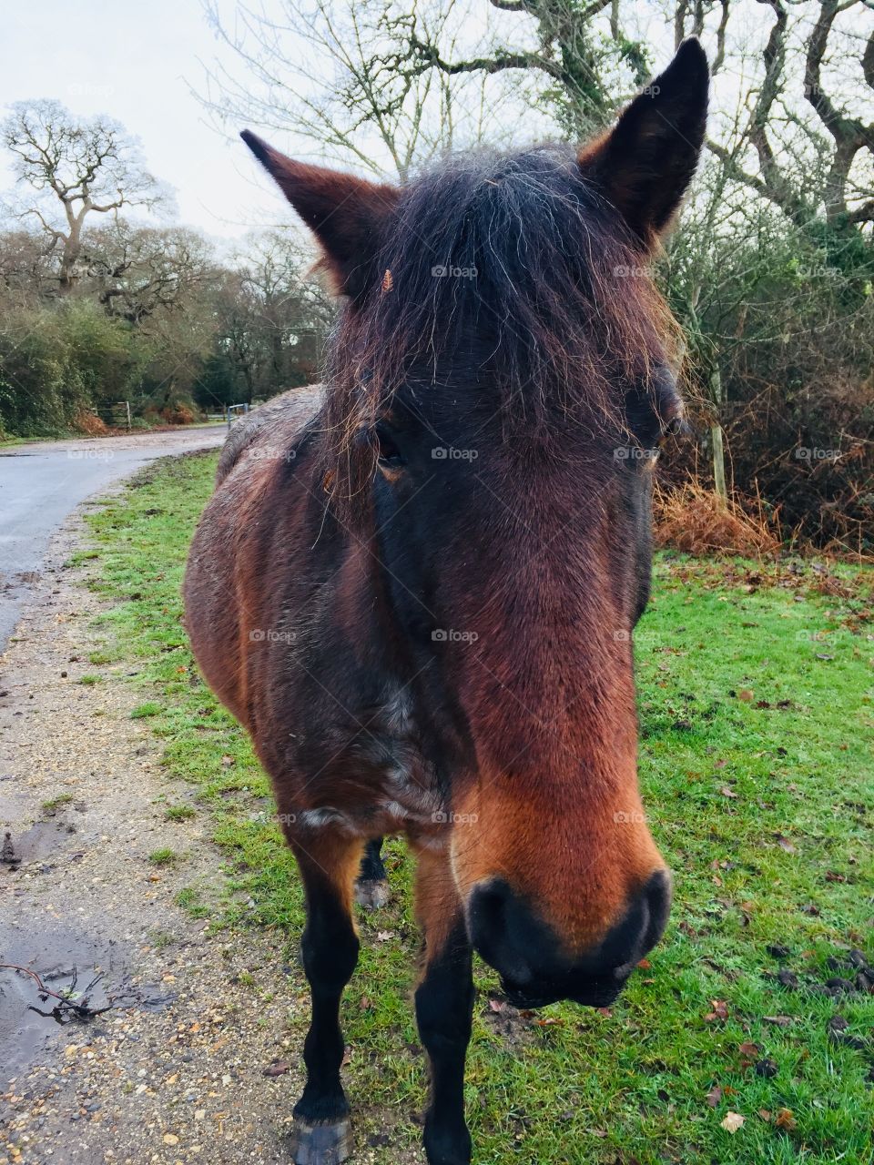 Friendly new forest pony
