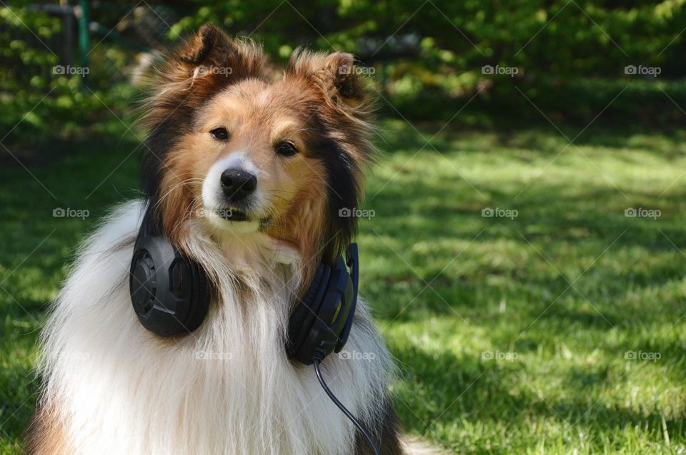 Dog with headphones 