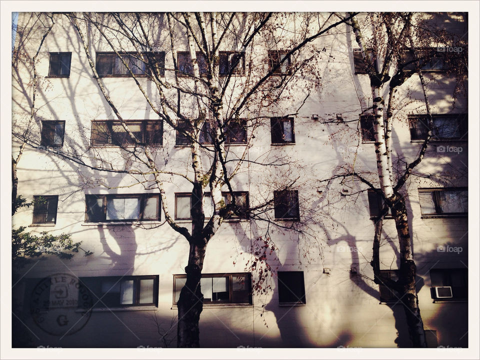 winter trees windows shadows by tibungla