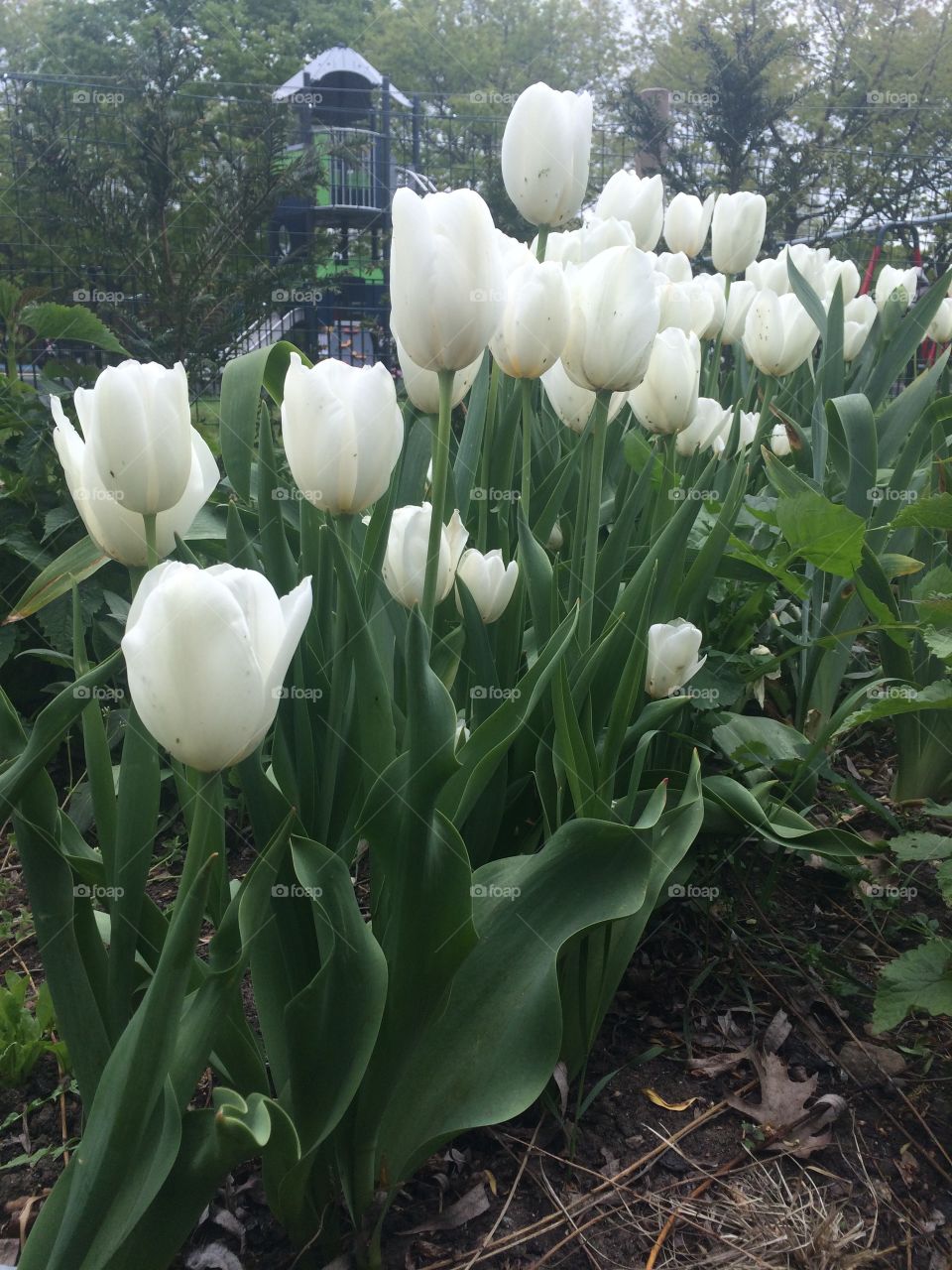White tulips spring in England 